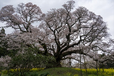 kokubo230303