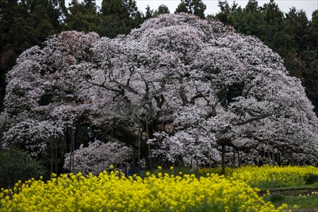 kokubo230304