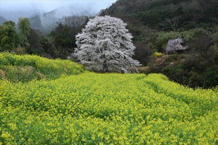 ashiya250402