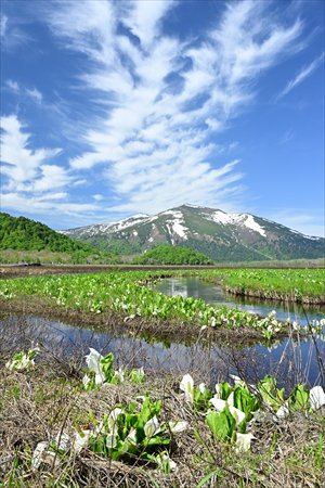 ashiya250601